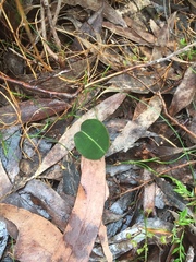 Cryptostylis leptochila