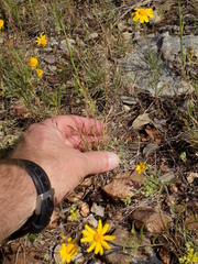 Bouteloua trifida
