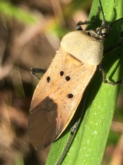 Microspilus proximus