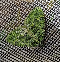 Austrocidaria callichlora