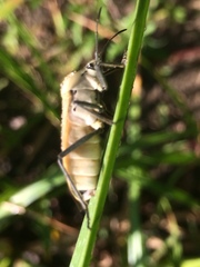 Microspilus proximus