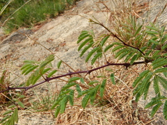 Pterolobium stellatum