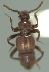 Zeadalmodes myrmecophilus