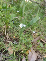 Stellaria angustifolia
