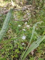 Stellaria angustifolia