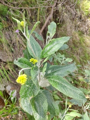 Senecio hypoleucus