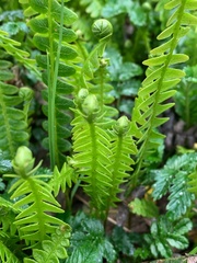 Blechnum penna-marina