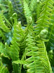 Blechnum penna-marina