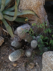 Echinocereus sciurus