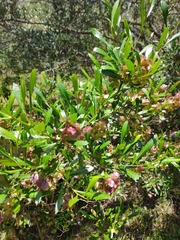Dodonaea viscosa viscosa