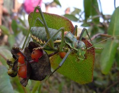 Steropleurus pseudolus