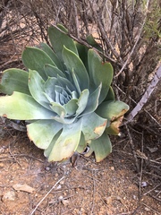 Dudleya pulverulenta