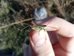 Chorthippus fallax fallax