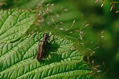 Tolmerus atricapillus