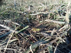 Chorthippus fallax fallax