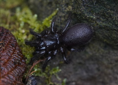 Hadronyche venenata
