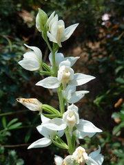 Cephalanthera epipactoides