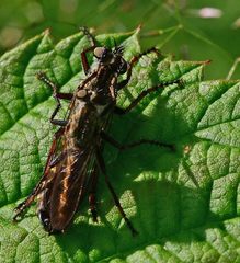 Tolmerus atricapillus