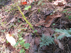 Sceptridium ternatum