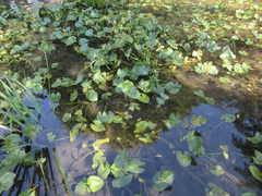 Nuphar pumila