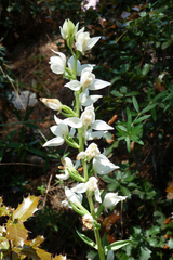 Cephalanthera epipactoides