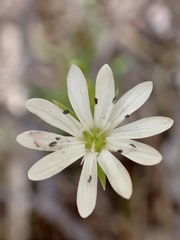 Stellaria angustifolia