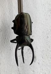 Chalcosoma atlas keyboh