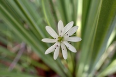 Stellaria angustifolia