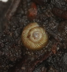 Paralaoma hobarti