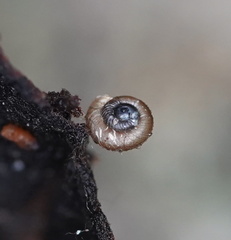 Paralaoma hobarti