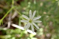 Stellaria angustifolia