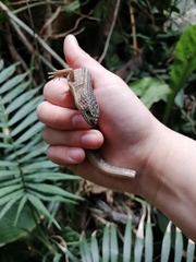 Barisia imbricata