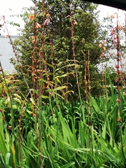 Hedychium flavescens