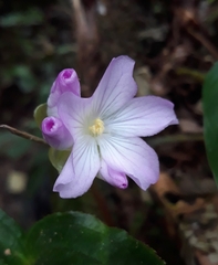 Bertolonieae