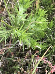 Lepidoptera