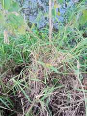 Diplacodes trivialis