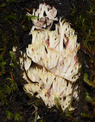 Ramaria rubiginosa