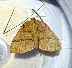 Sestra humeraria