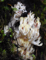 Ramaria rubiginosa