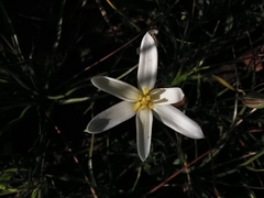 Pauridia serrata albiflora