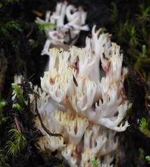 Ramaria rubiginosa