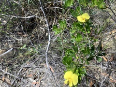 Gompholobium nitidum