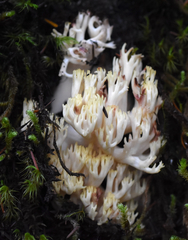 Ramaria rubiginosa