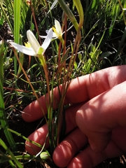 Pauridia serrata albiflora