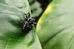 Paraphidippus