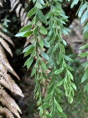 Tmesipteris obliqua
