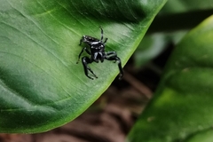 Paraphidippus