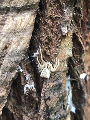 Sidymella trapezia
