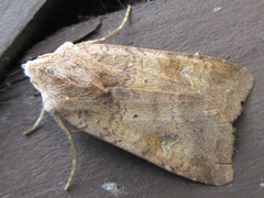 Diarsia canescens