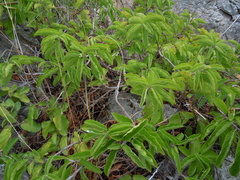 Convolvulus fernandesii